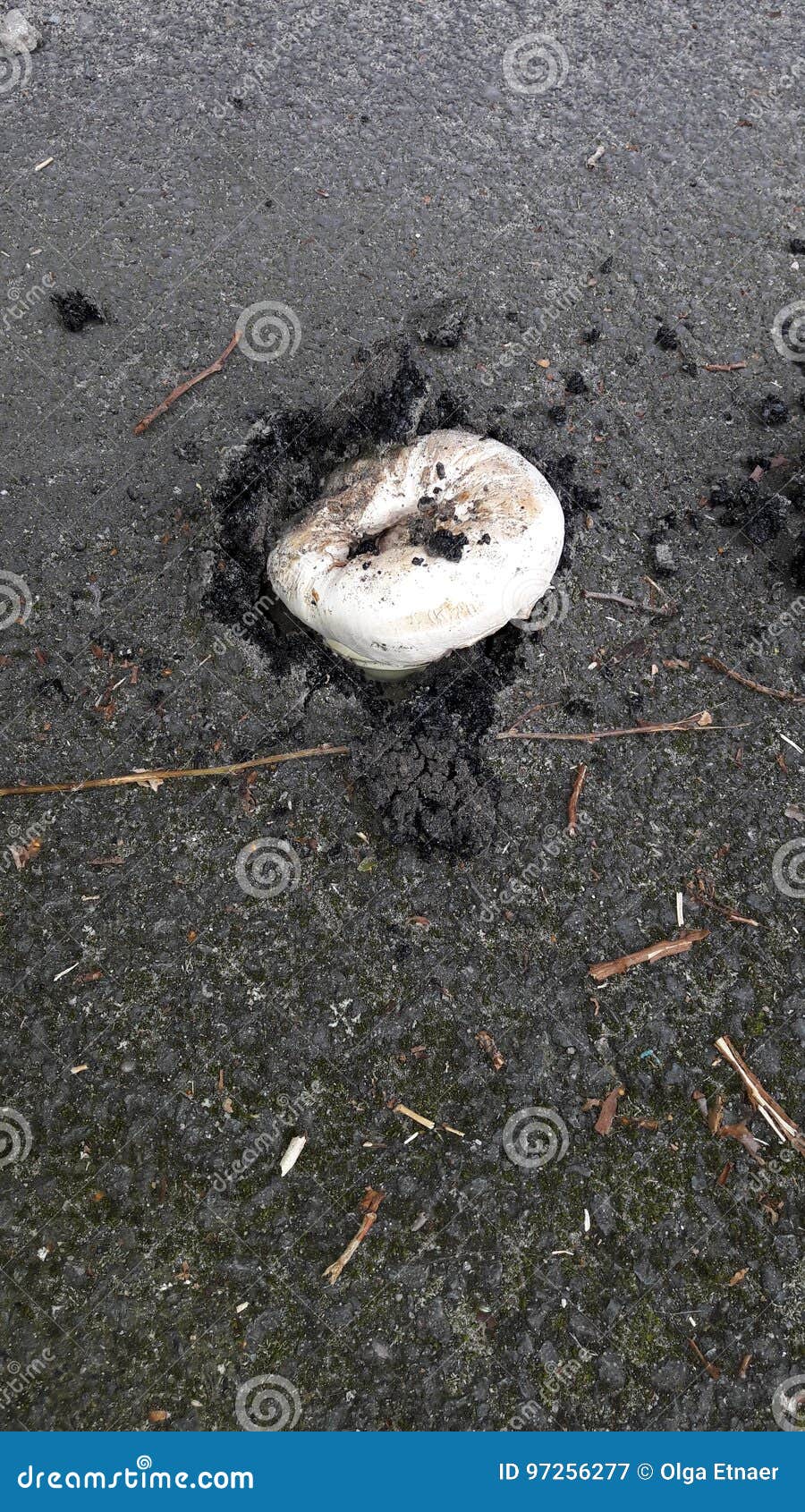 The Fungus Grows through the Asphalt Stock Image Image of mushroom