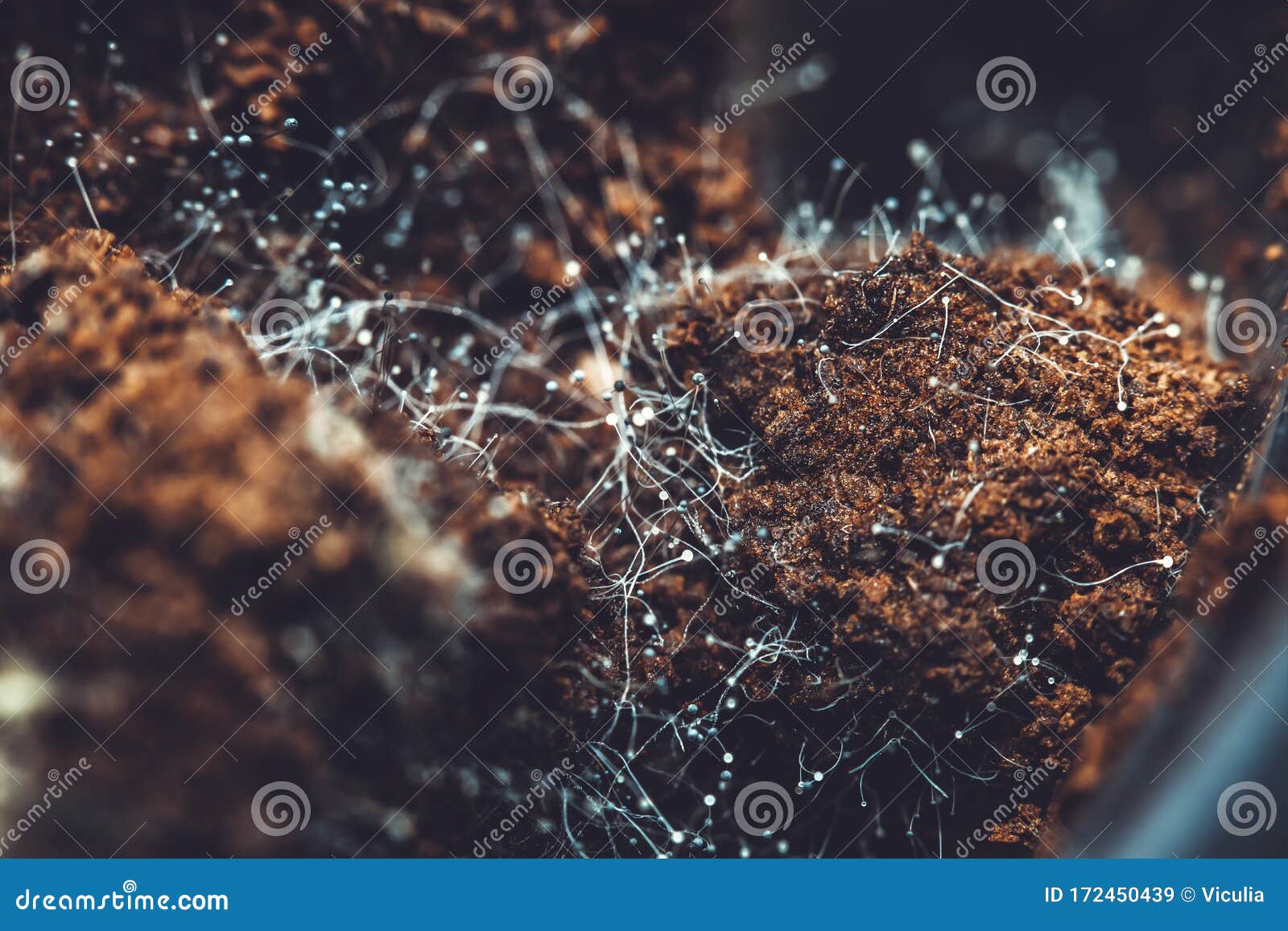Fungus on Old Coffee Ground for the Background. Stock Image Image of