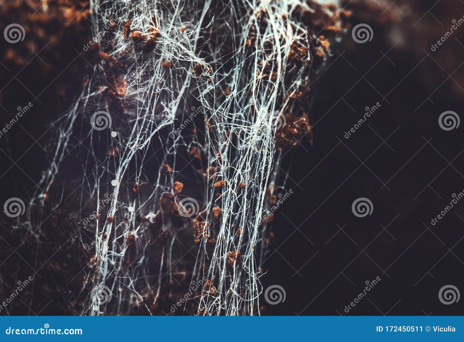 Fungus on Old Coffee Ground for the Background. Stock Image Image of bacteria, health 172450511