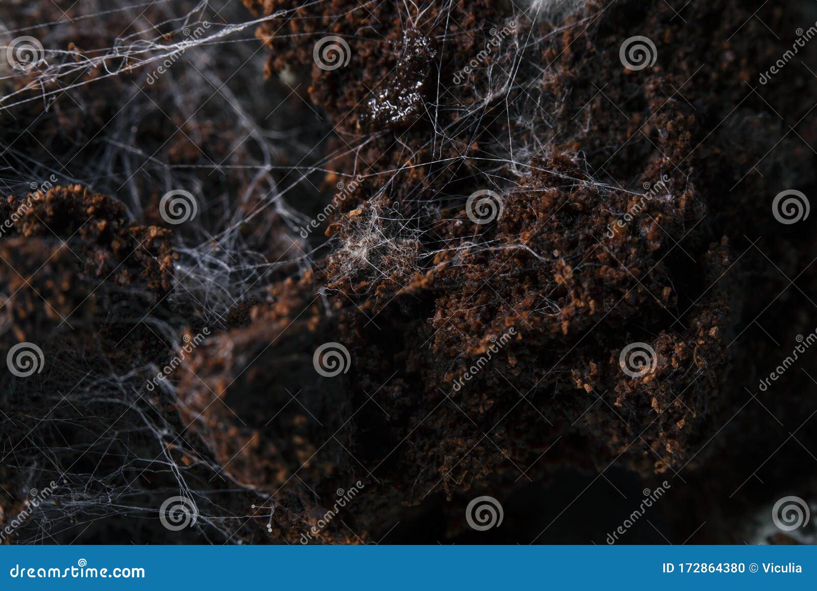 Fungus on Old Coffee Ground for the Background. Stock Photo Image of fungus, breakfast 172864380