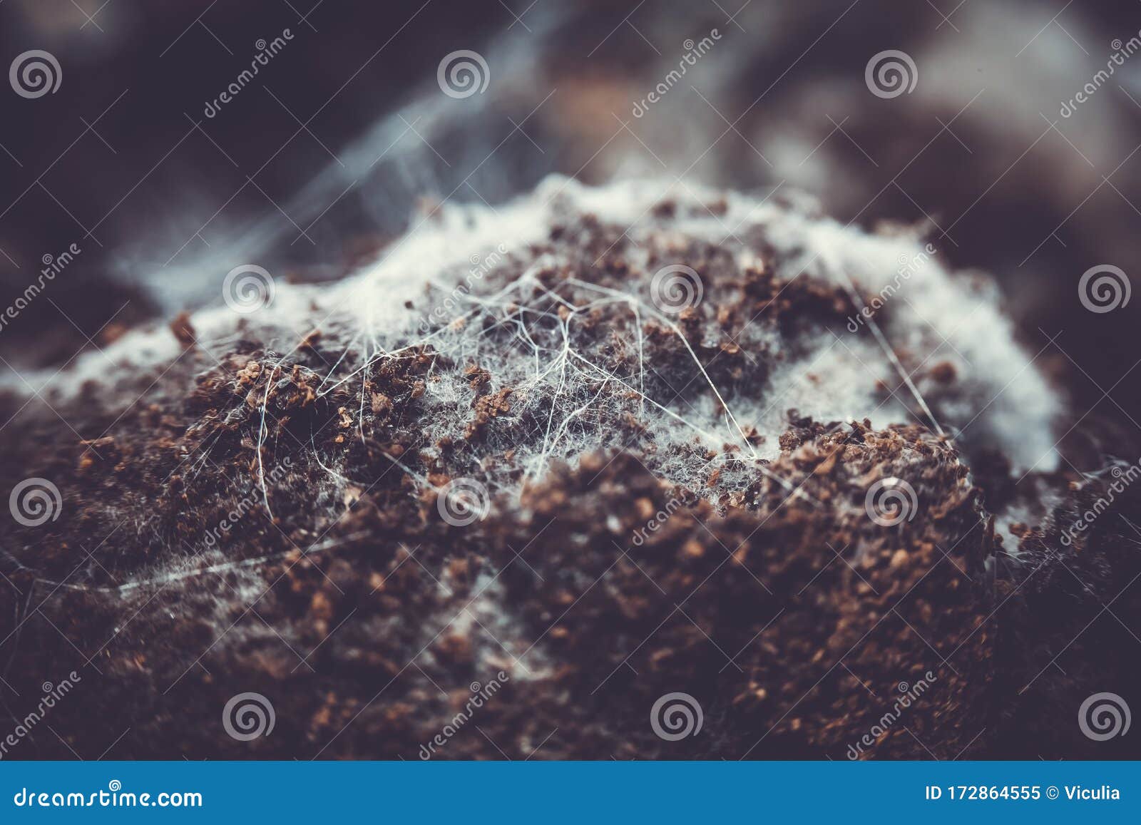 Fungus on Old Coffee Ground for the Background. Stock Image Image of
