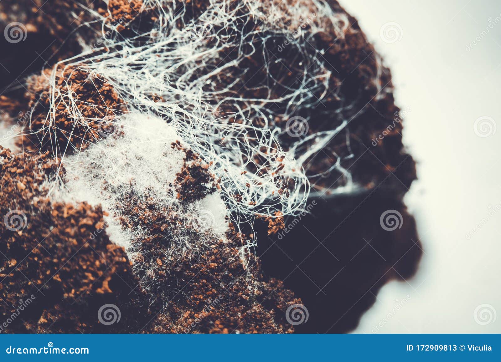 Fungus on Old Coffee Ground for the Background. Stock Image Image of
