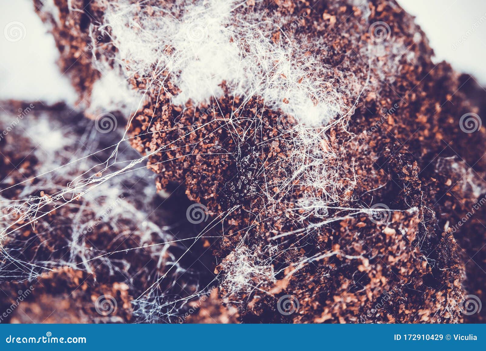 Fungus on Old Coffee Ground for the Background. Stock Image Image of