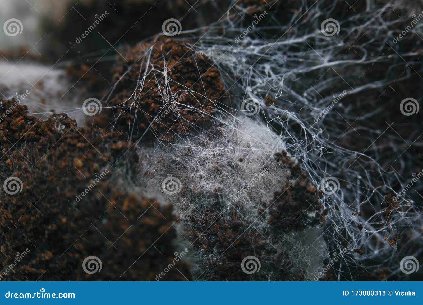 Fungus on Old Coffee Ground for the Background. Stock Photo Image of