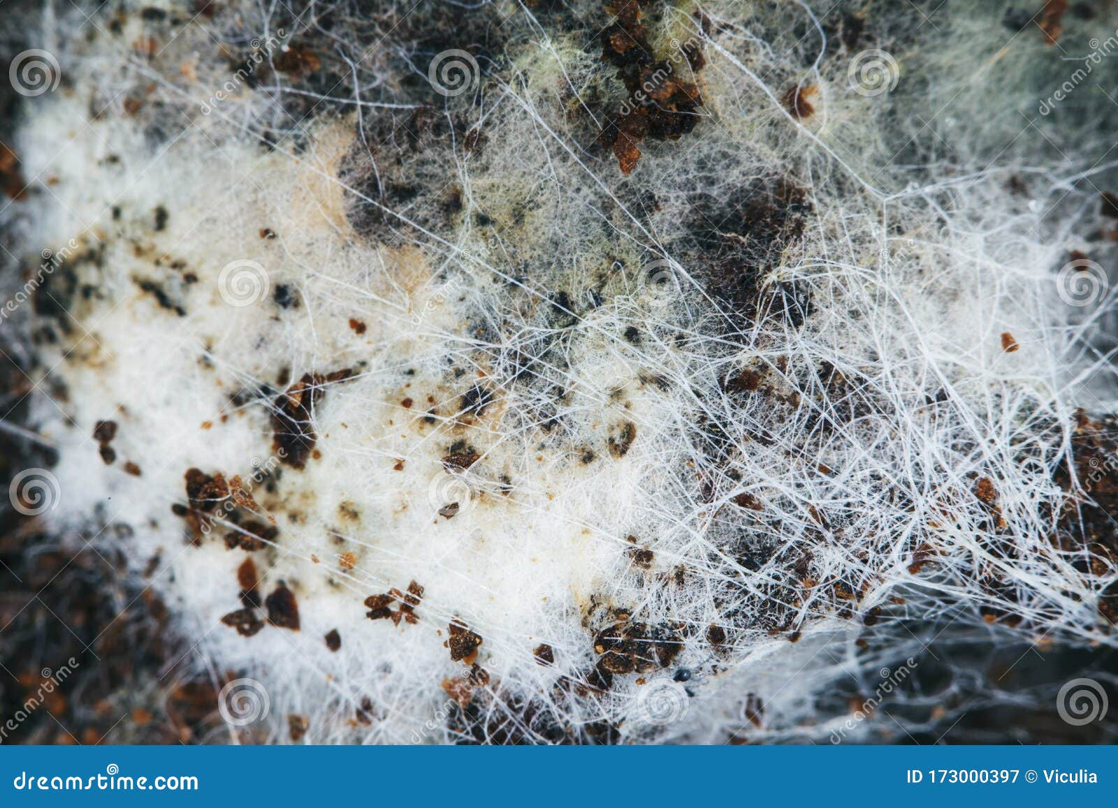 Fungus on Old Coffee Ground for the Background. Stock Image Image of