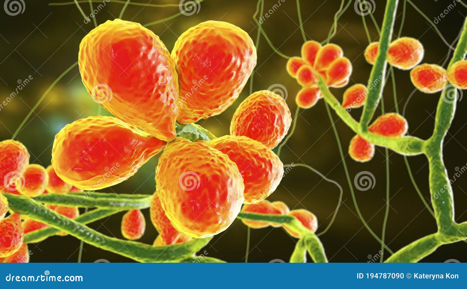 Fungal Hyphae Cells Vector Illustration | CartoonDealer.com #130640756