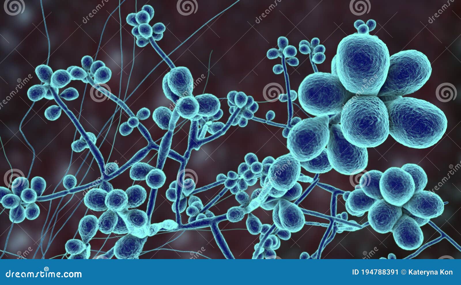 Fungal Hyphae Cells Vector Illustration | CartoonDealer.com #130640756