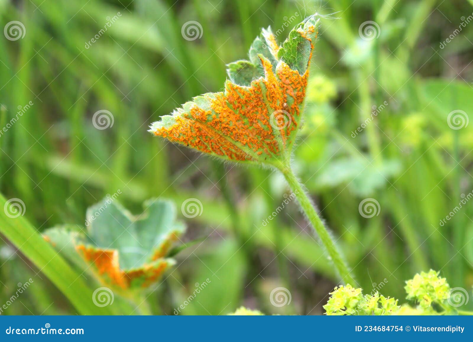 the fungus trachyspora intrusa, plant parasite also called rust, on back of leaf of common lady`s mantle