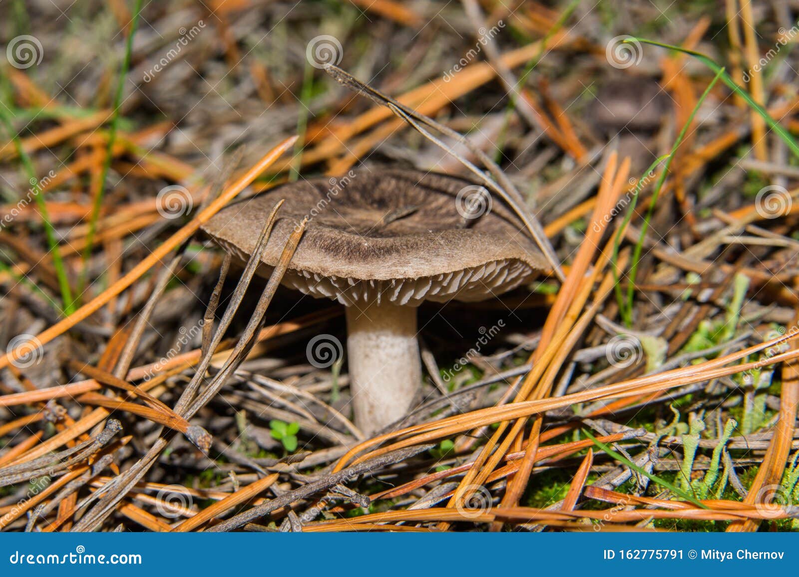 the fungus tricholoma triste grows in a pine forest. mushroom close-up. selective focus.