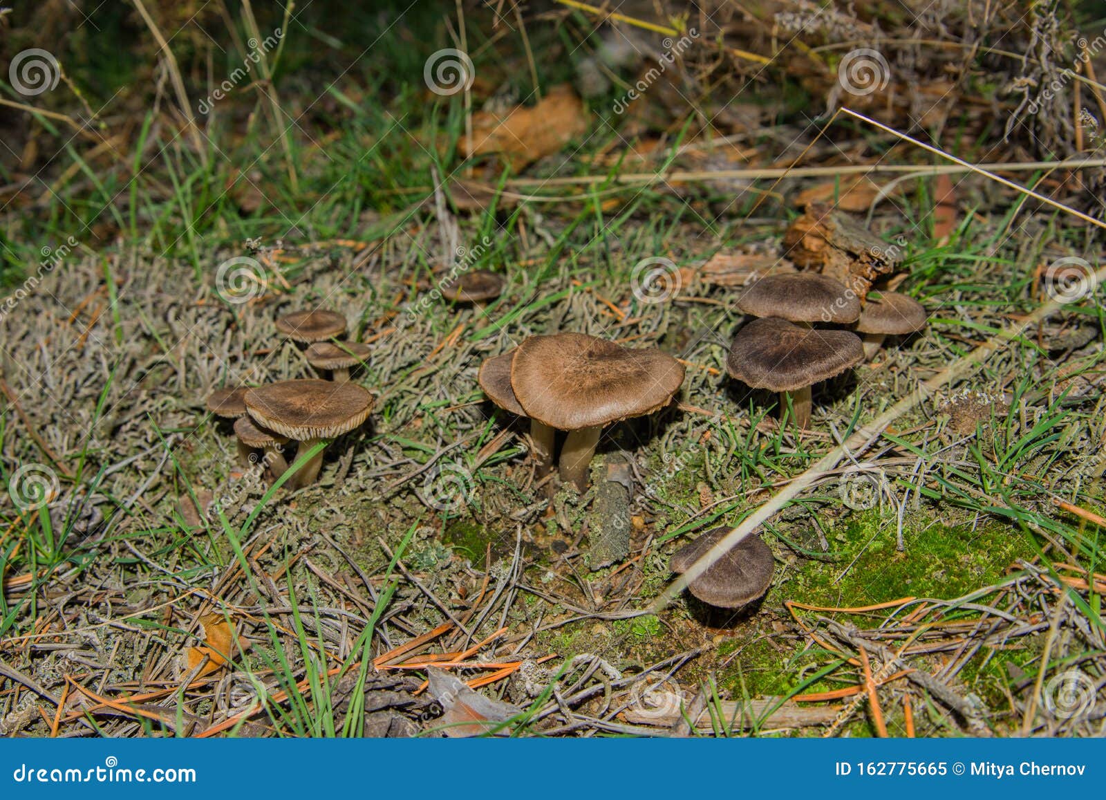 the fungus tricholoma triste grows in pine forests. mushrooms close up.
