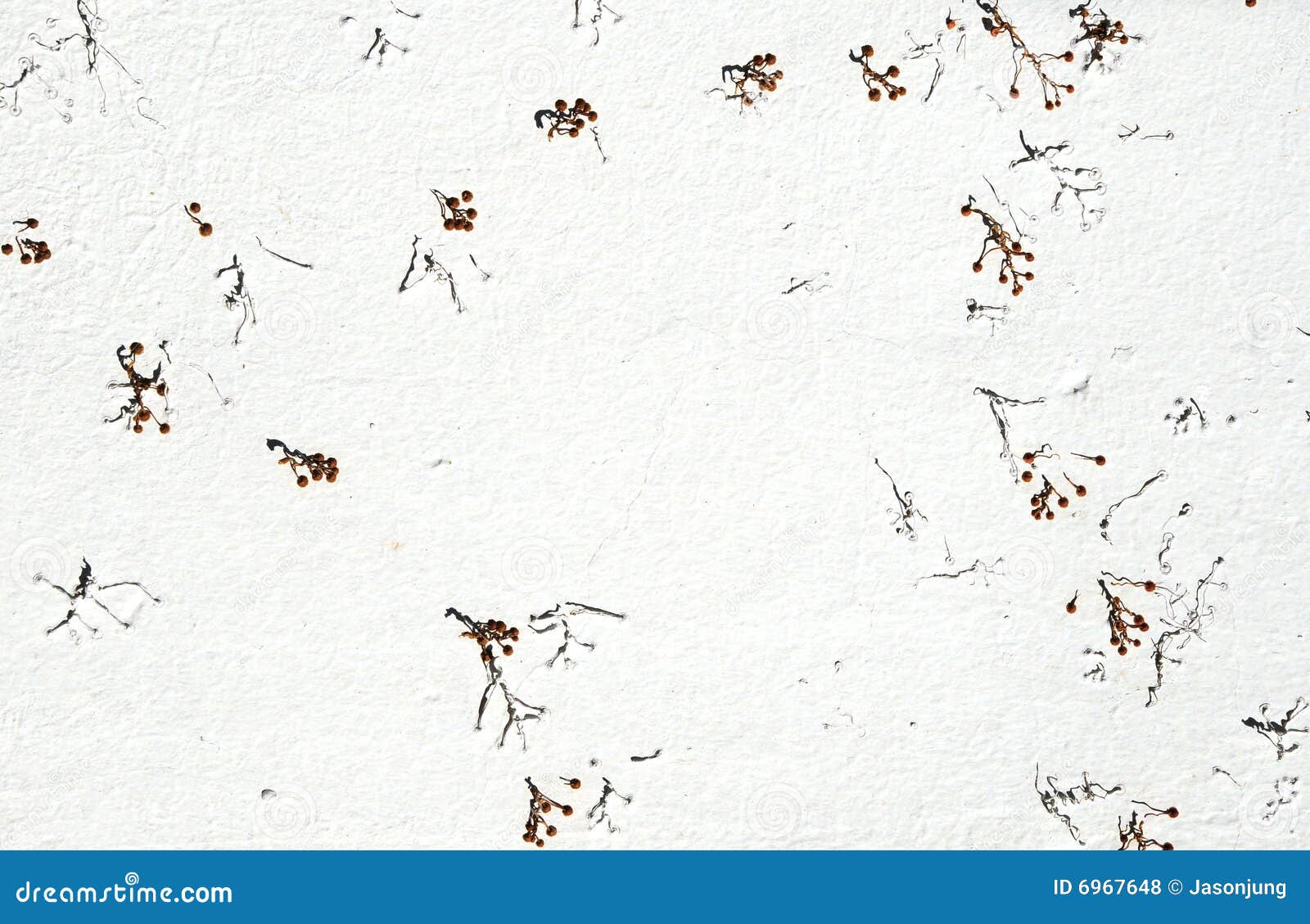 Fungus on the wall stock photo. Image of wildlife, life 6967648