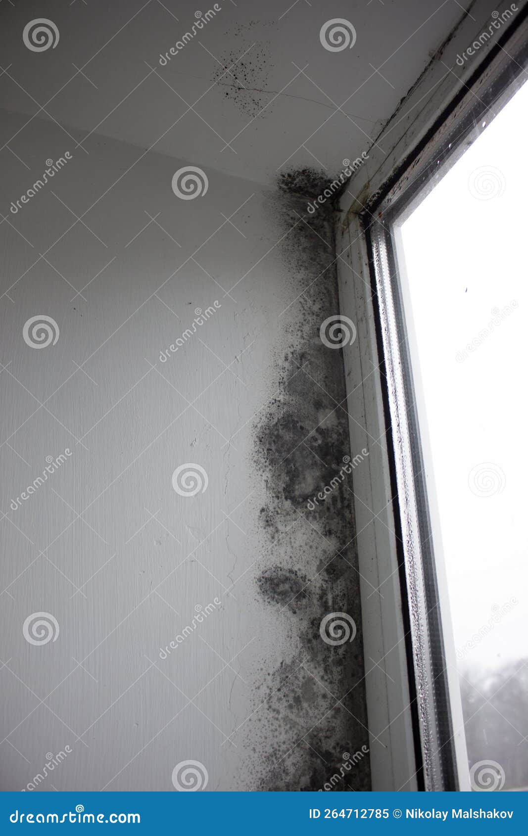 Fungus on the Window Walls, Excessive Moisture on the Windows Causes Mold in Winter. Stock Image