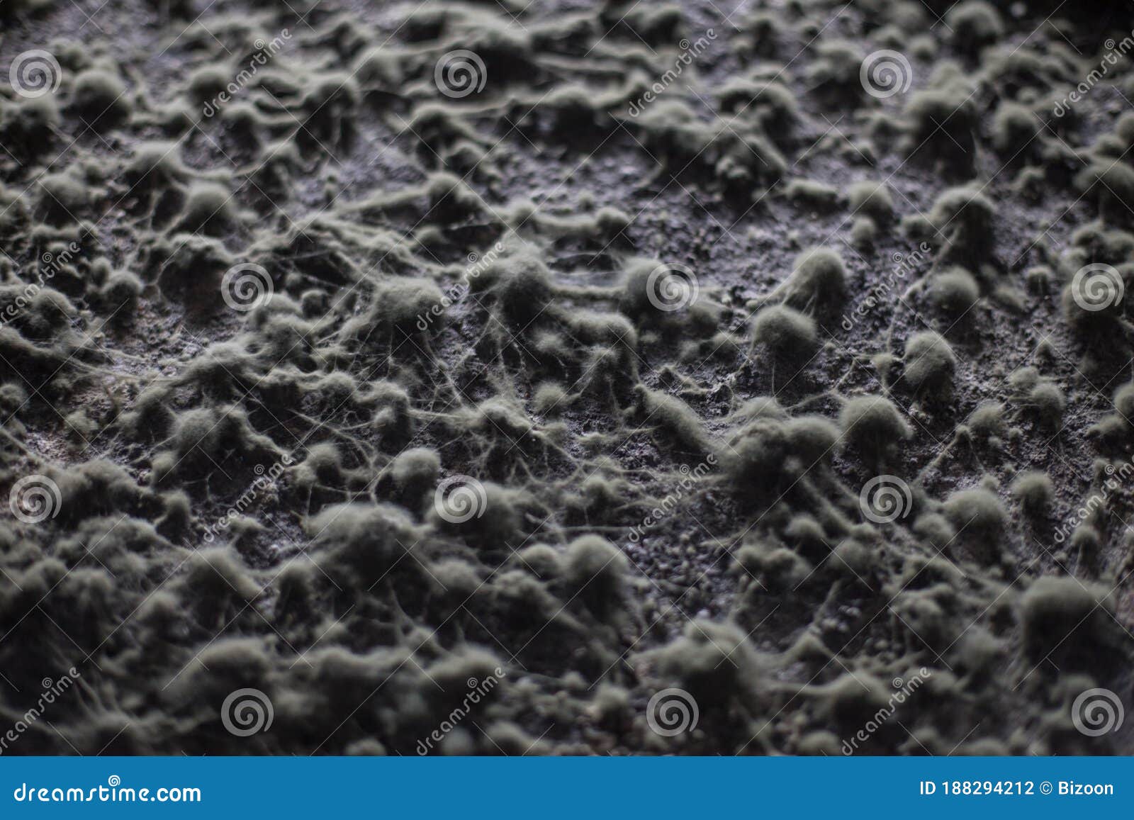 Fungus on a Wine Cellar Wall Stock Photo Image of pattern, bacteria