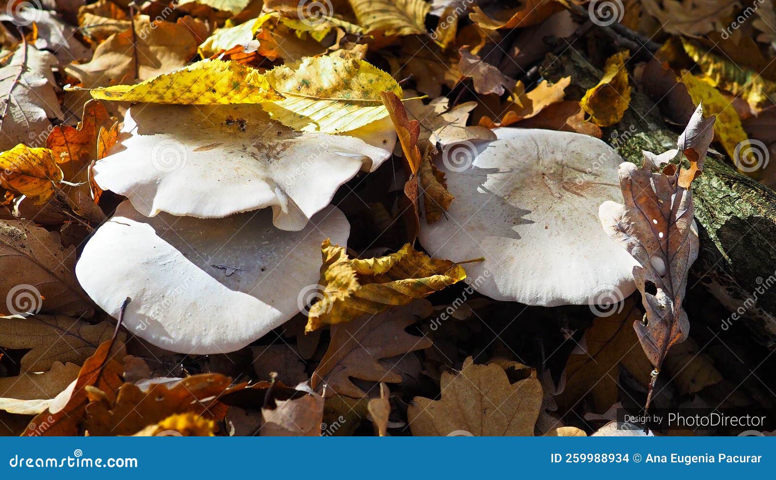 fungus world , mushroom found in mountains of transylvania 20 blewits