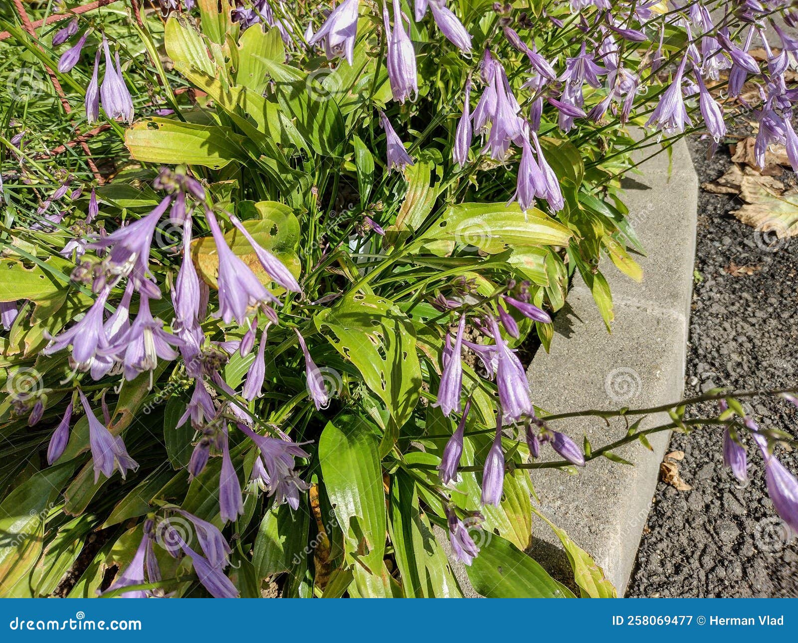 Funkia Flower in Romania. Hosta Sieboldii Stock Image Image of romania, nice 258069477