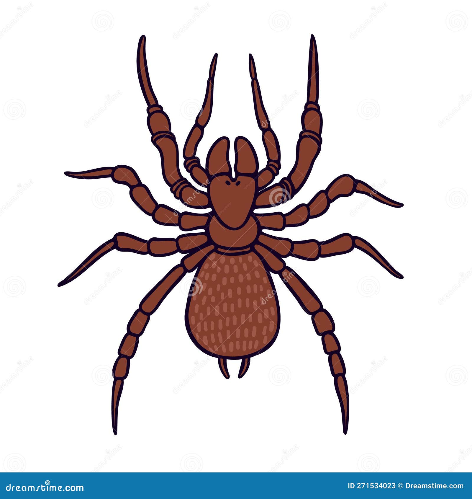 Funnel  Aussie Arachnid Color Vector Character Upper View Stock