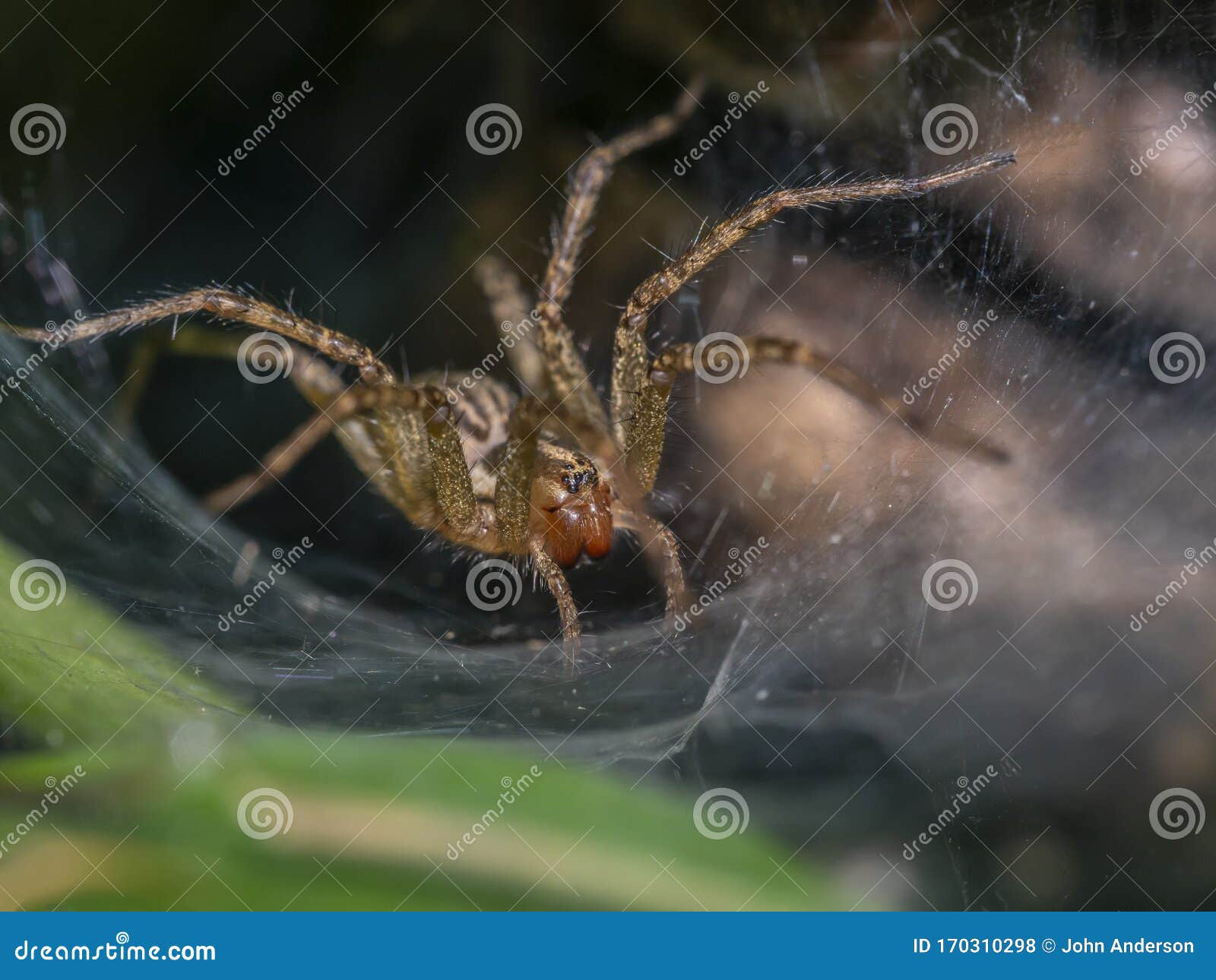 funnel-web spider