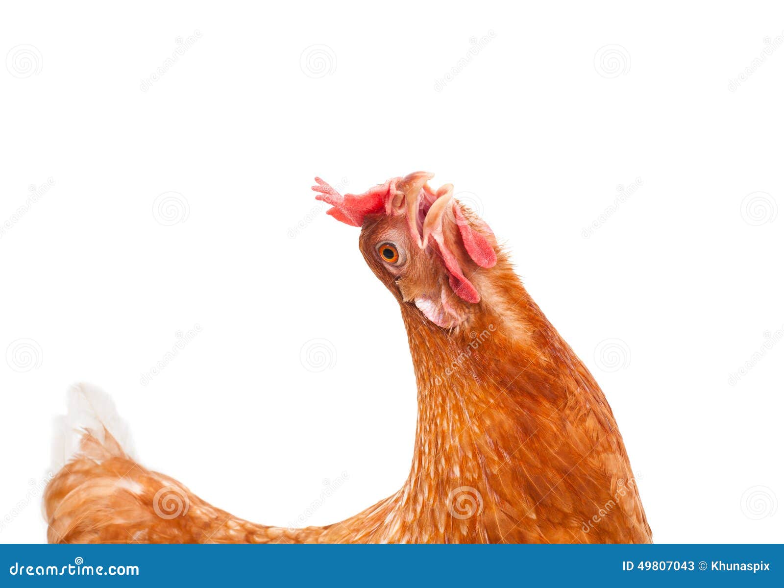 37,100+ Funny Chicken Stock Photos, Pictures & Royalty-Free Images - iStock  | Funny chicken illustration