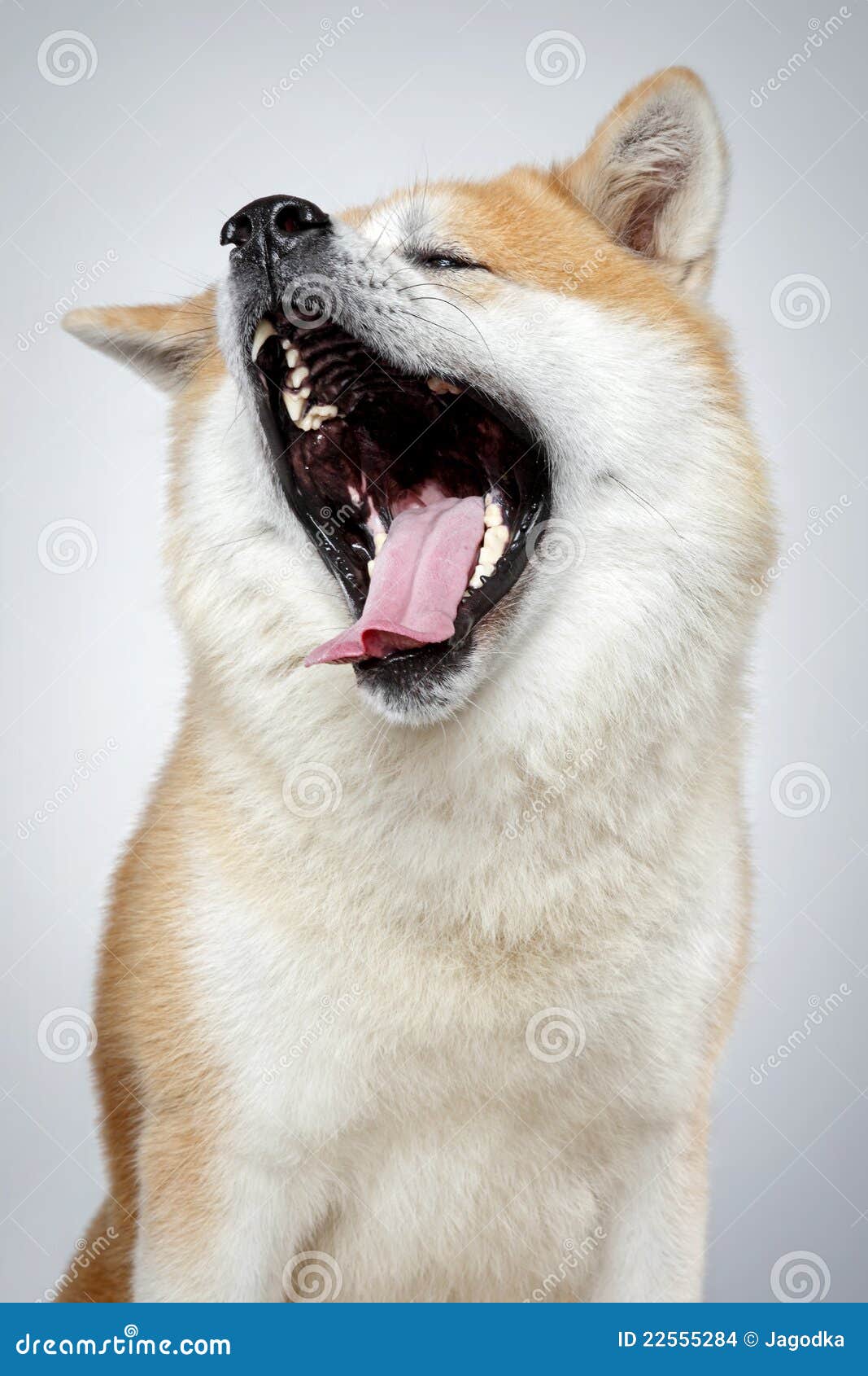 Funny Akita-inu dog yawns stock photo. Image of furry - 22555284