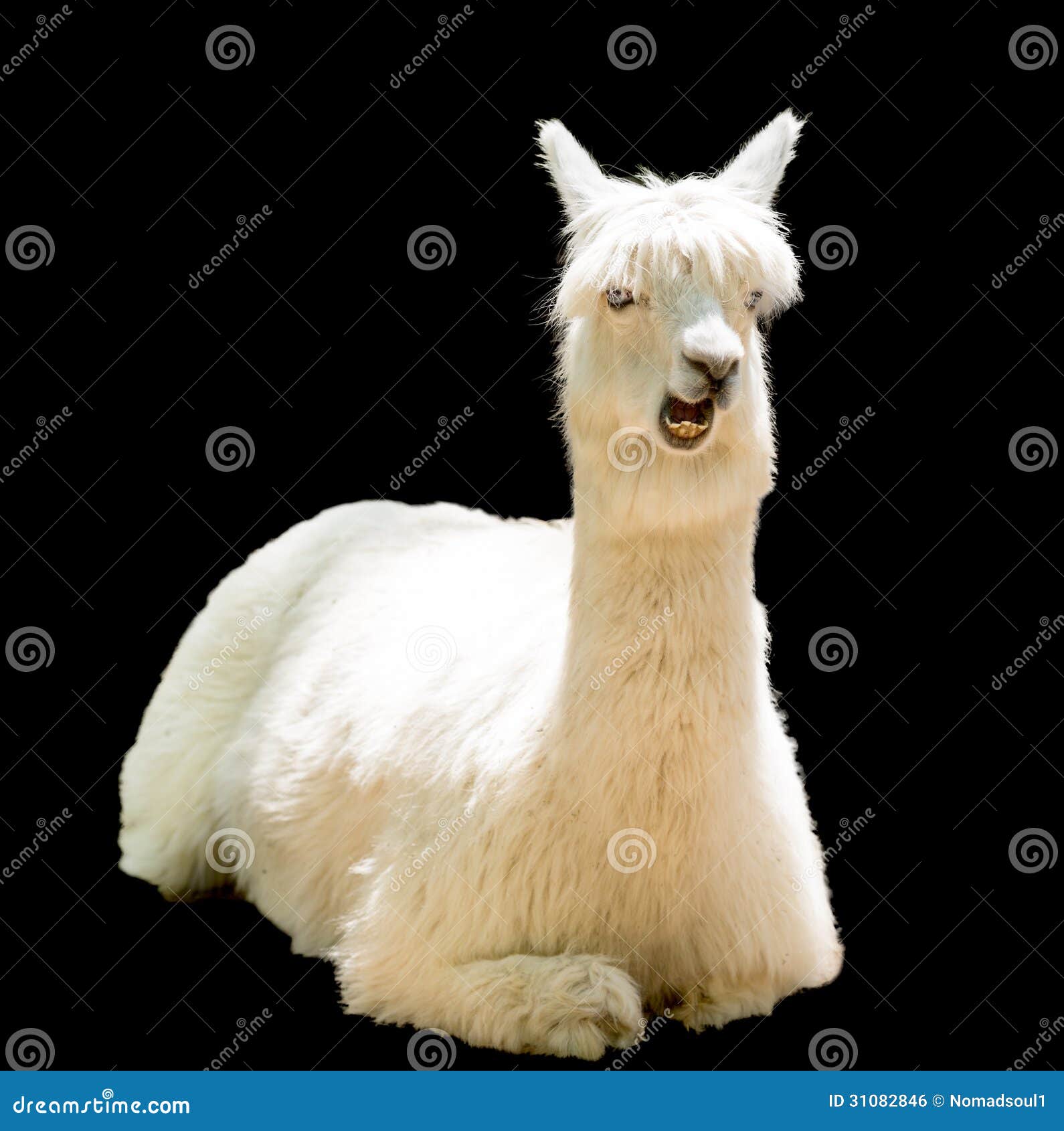 807 Sheep Black Face Isolated Stock Photos - Free \u0026 Royalty-Free Stock  Photos from Dreamstime, image size:1590x1690