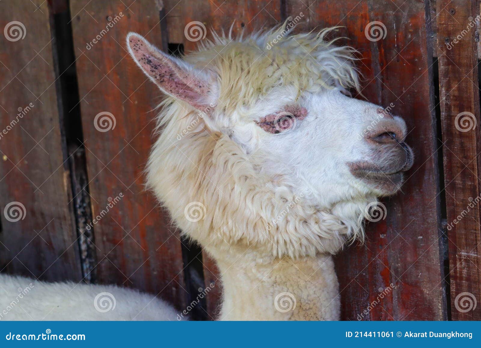 Funny Alpaca Smile and Teeth; White Llama Close-up Stock Image - Image of hair, cascade: 214411061 Funny Alpaca Smile and Teeth; White Llama Close-up Stock Image - Image of hair, cascade: 214411061