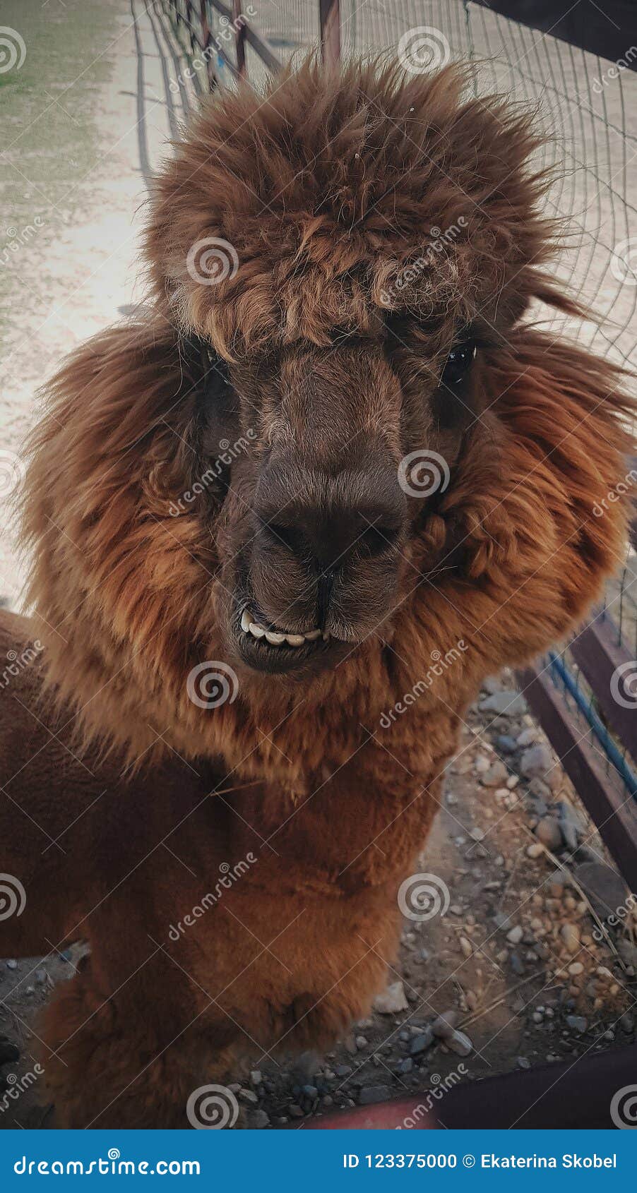 Funny Alpacas, Fluffy Llamas, Zoo, Farm, Selective Focus Stock Photo