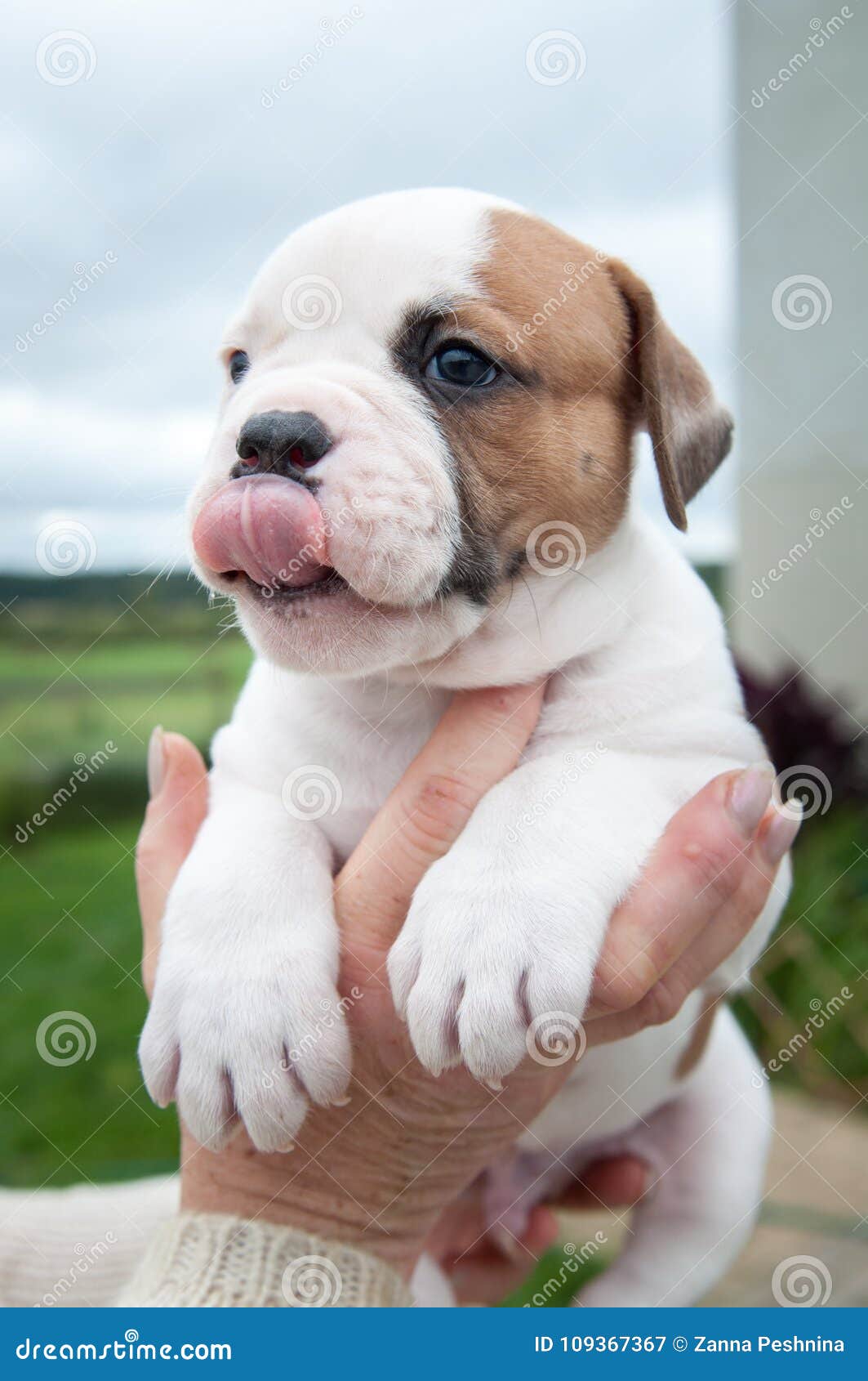 baby american bulldog