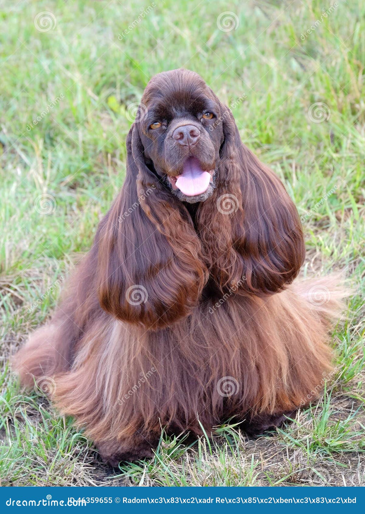 3,927 Funny Cocker Spaniel Stock Photos - Free & Royalty-Free Stock Photos  from Dreamstime
