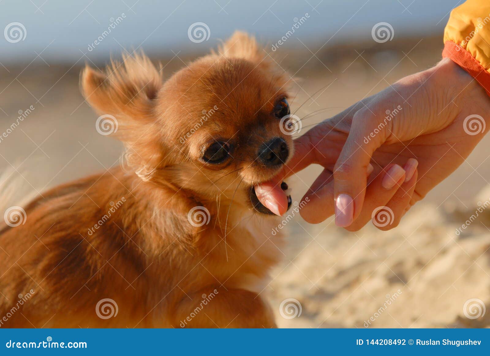 2 Angry Chihuahua Photos Free Royalty Free Stock Photos From Dreamstime