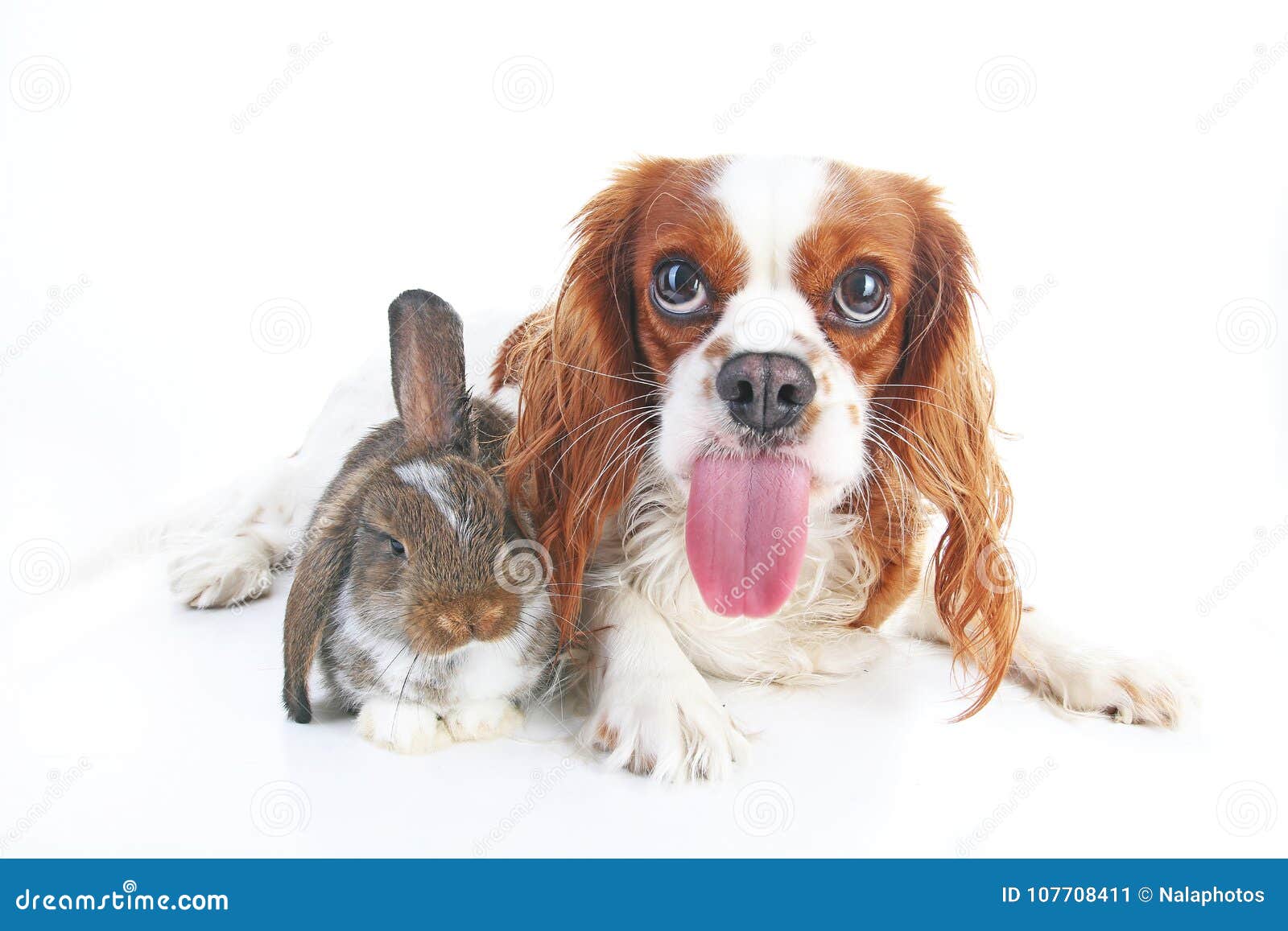 Funny Animal Dog Photo. Funniest Animals Pets Dogs. Rabbit Bunny ...