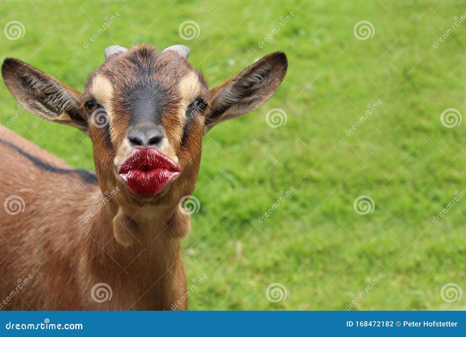 Funny Animal with Kissing Lips Cards for a Thank You, Birthday Stock Photo - Image of celebrate, doodle: 168472182 Funny Animal with Kissing Lips Cards for a Thank You, Birthday Stock Photo - Image of celebrate, doodle: 168472182