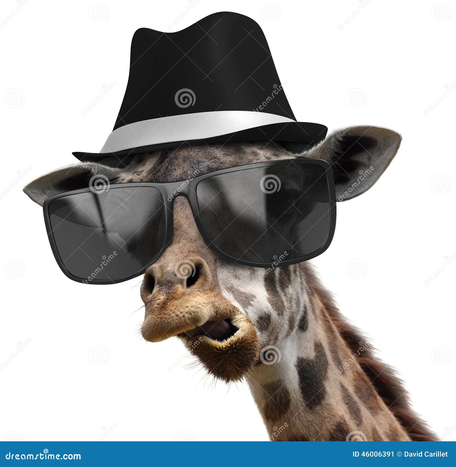 IMAGENES ENCADENADAS (Juego) - Página 20 Funny-animal-portrait-giraffe-detective-shades-fedora-humorous-wearing-huge-shaded-glasses-46006391