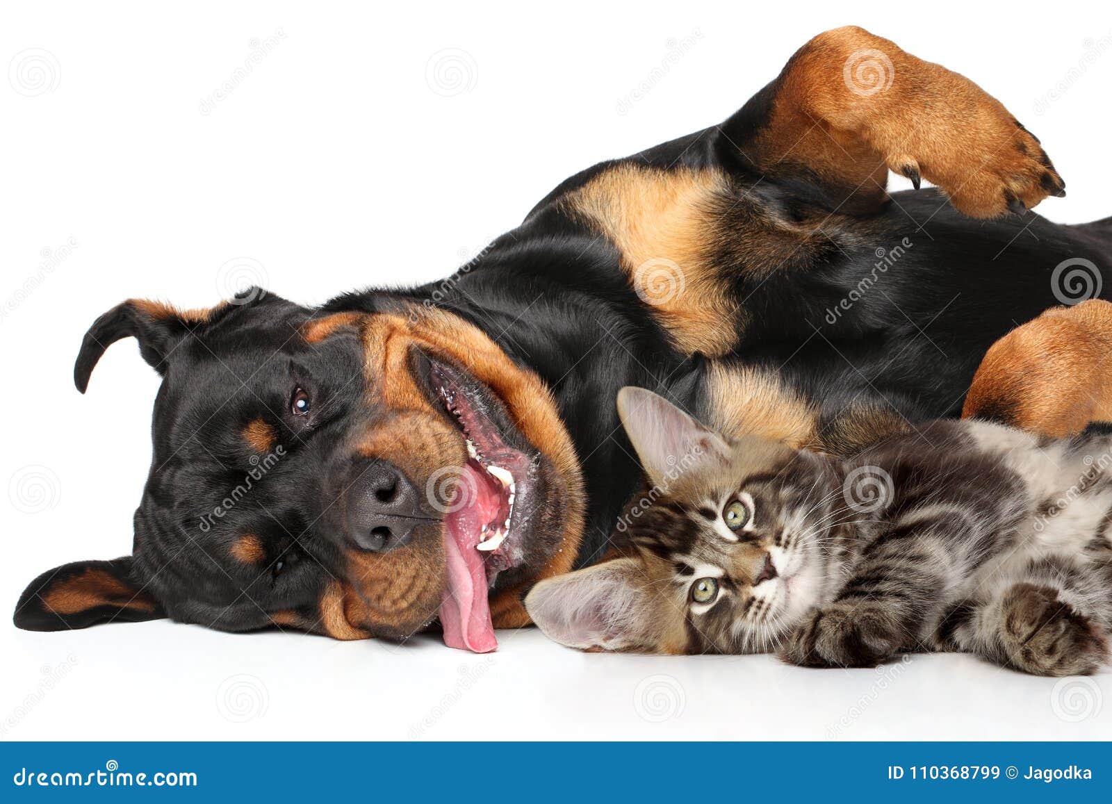 89,259 Cat Dog Stock Photos - Free & Royalty-Free Stock Photos from  Dreamstime