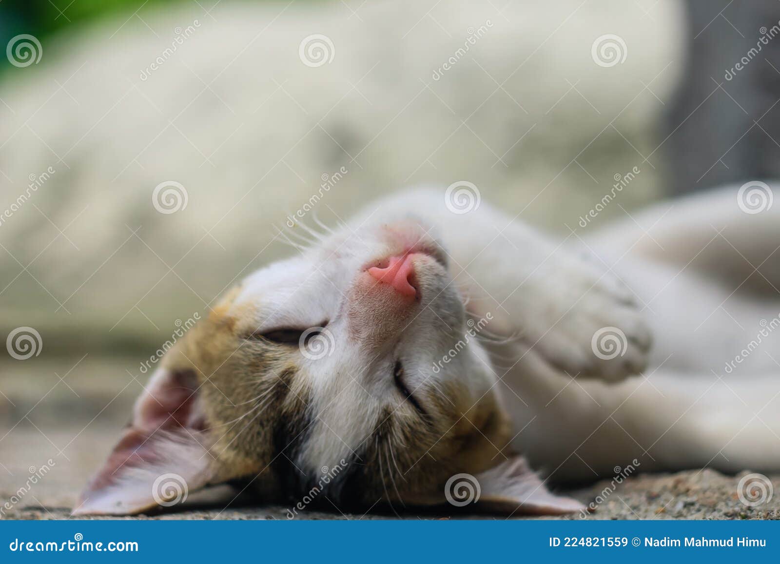 Funny Animals Photography. White Cat Sleeping Comfortably. Close Up of  Sleeping Beauty White Cat. Cute Sleeping Kitten. Stock Image - Image of  brown, feline: 224821559
