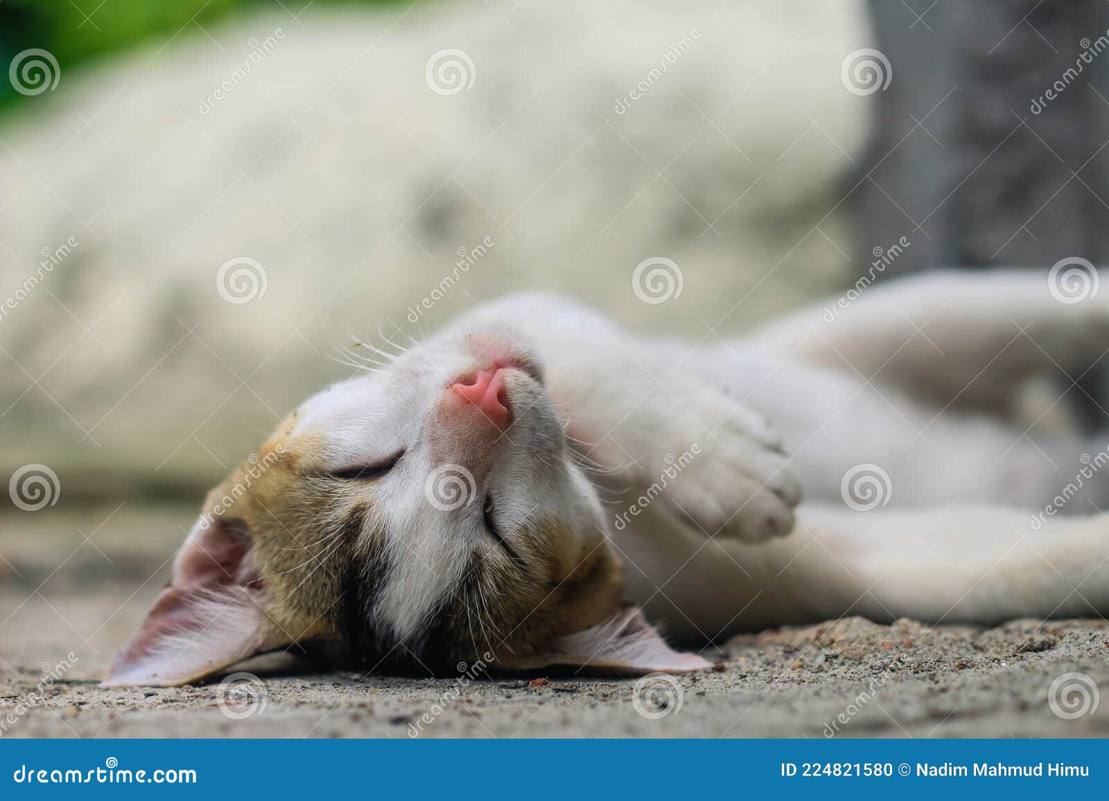 Funny Animals Photography. White Cat Sleeping Comfortably. Close Up of  Sleeping Beauty White Cat. Cute Sleeping Kitten. Stock Photo - Image of  isolated, beautiful: 224821580