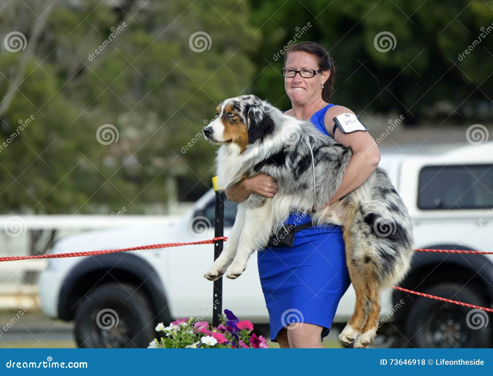 Funny ANKC Exhibitor Handler Has To Carry Australian Shepherd As