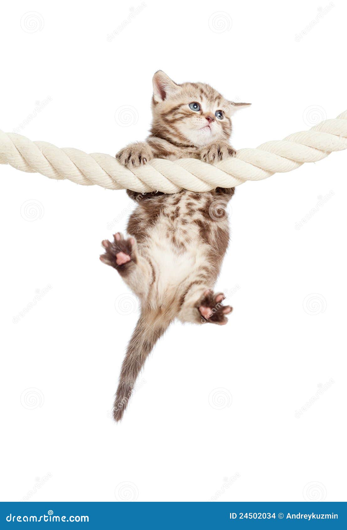 Funny Baby Cat Hanging on Rope Stock Photo Image of play, hold 24502034