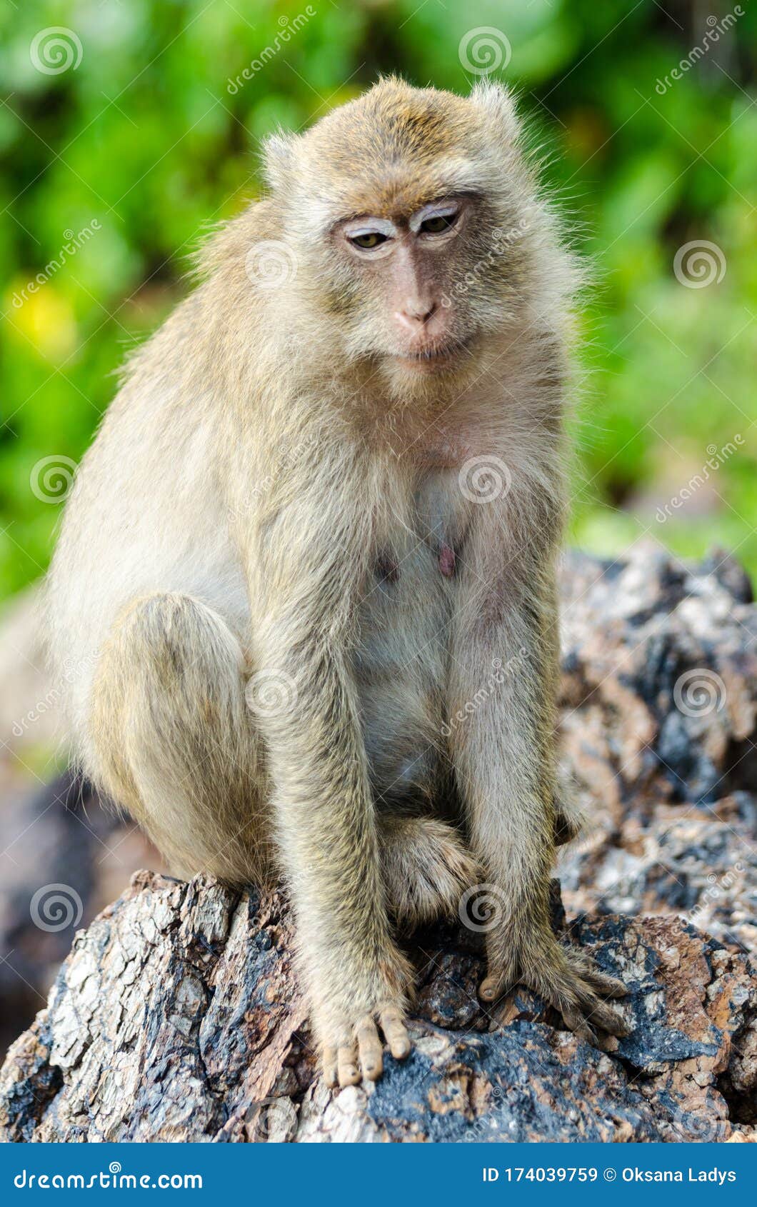Funny Monkey in Thailand on Monkey Island Stock Image - Image of ...