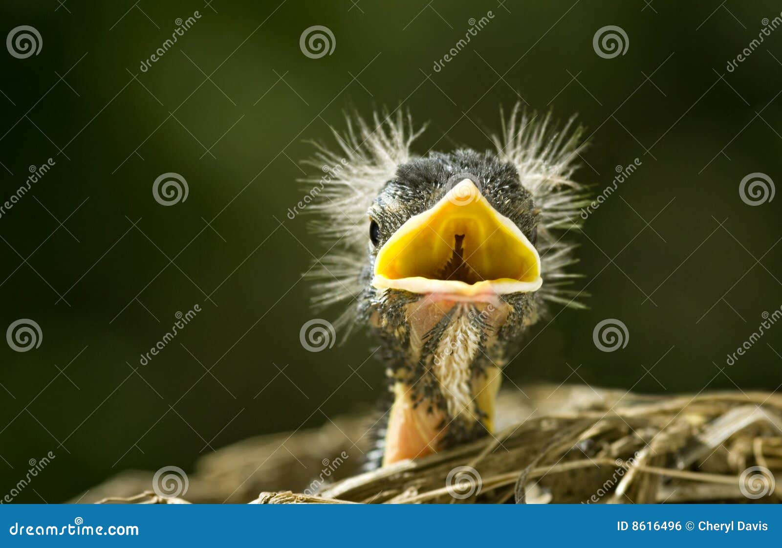 Funny Baby Robin stock photo. Image of hair, closeup, babies - 8616496
