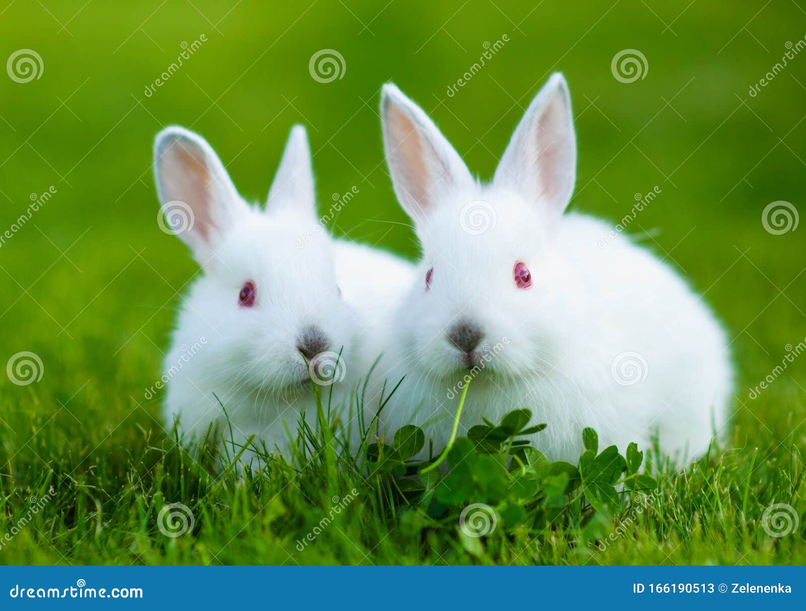 Funny Baby White Rabbit Eating Clover in Grass Stock Image Image of