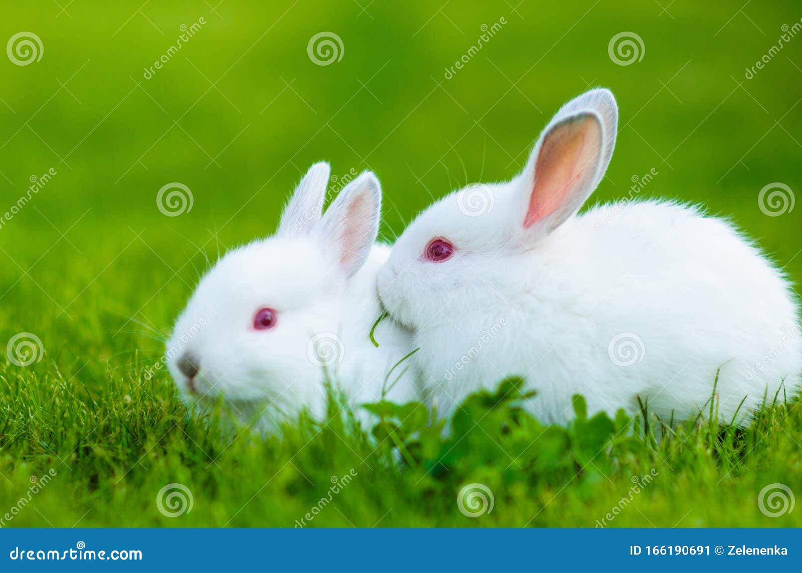 Funny Baby White Rabbit Eating Clover in Grass Stock Image Image of