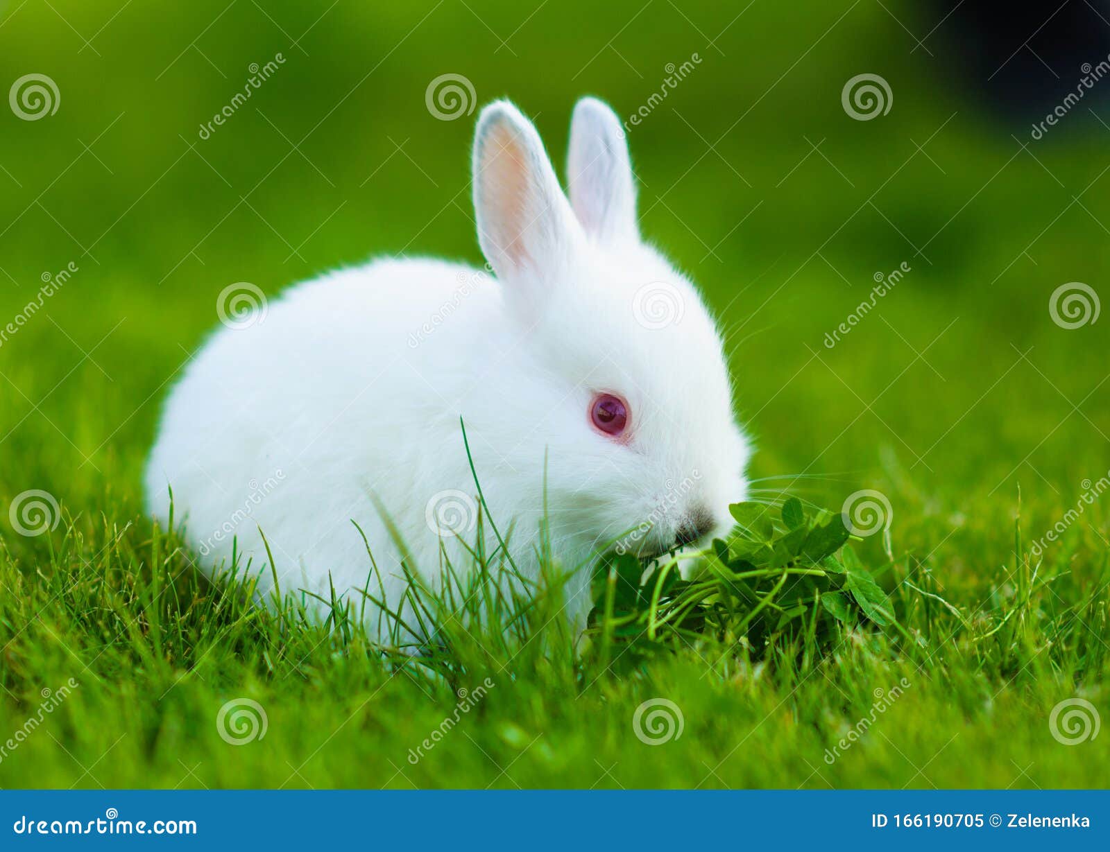 Funny Baby White Rabbit Eating Clover in Grass Stock Image Image of