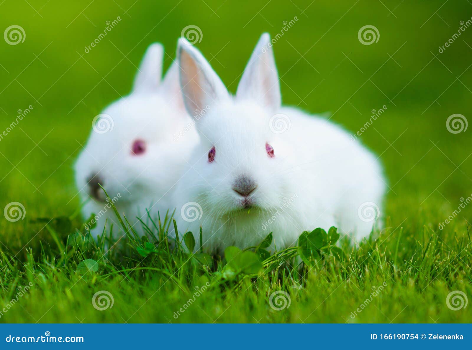 Funny Baby White Rabbit Eating Clover in Grass Stock Photo Image of