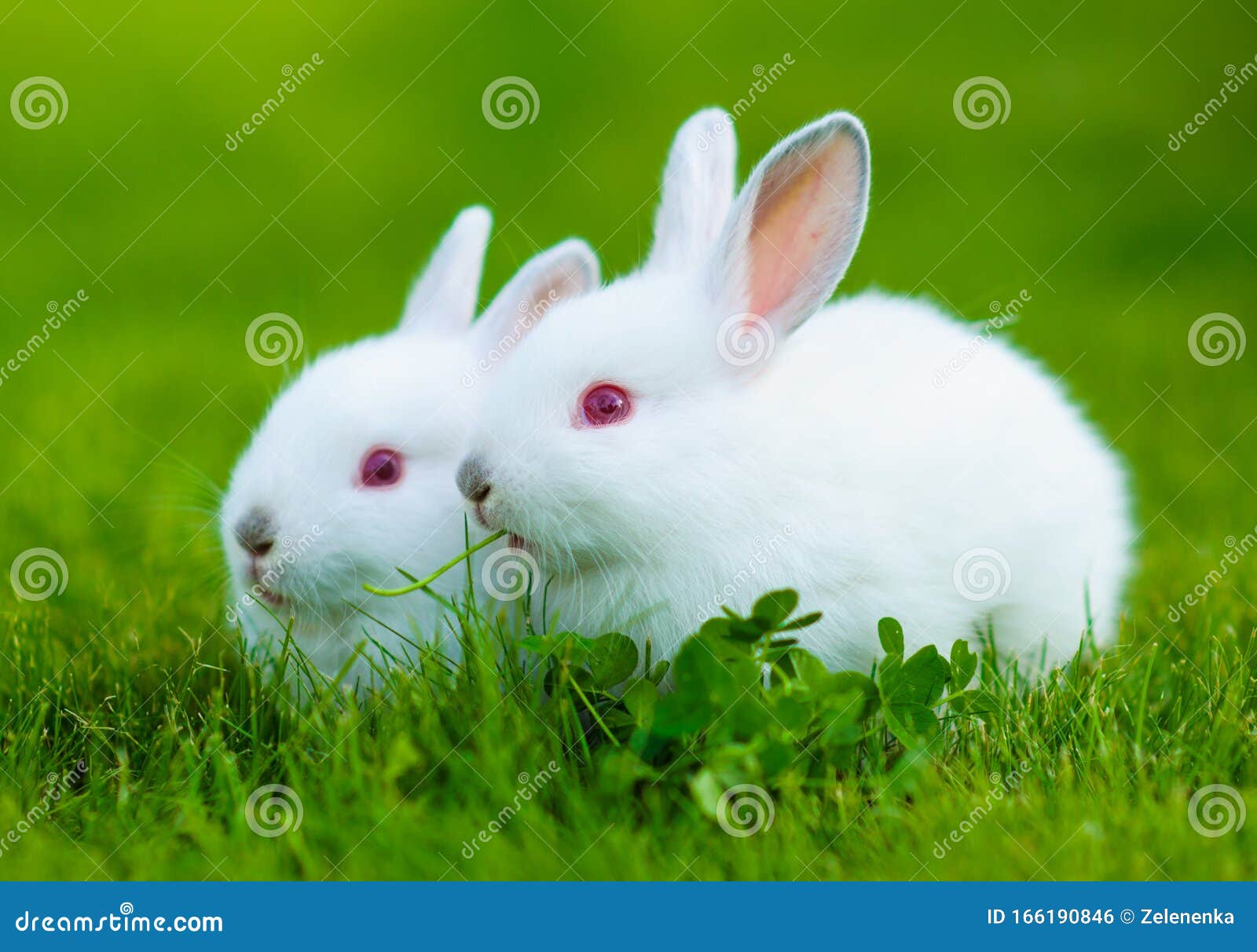 Funny Baby White Rabbit Eating Clover in Grass Stock Photo Image of