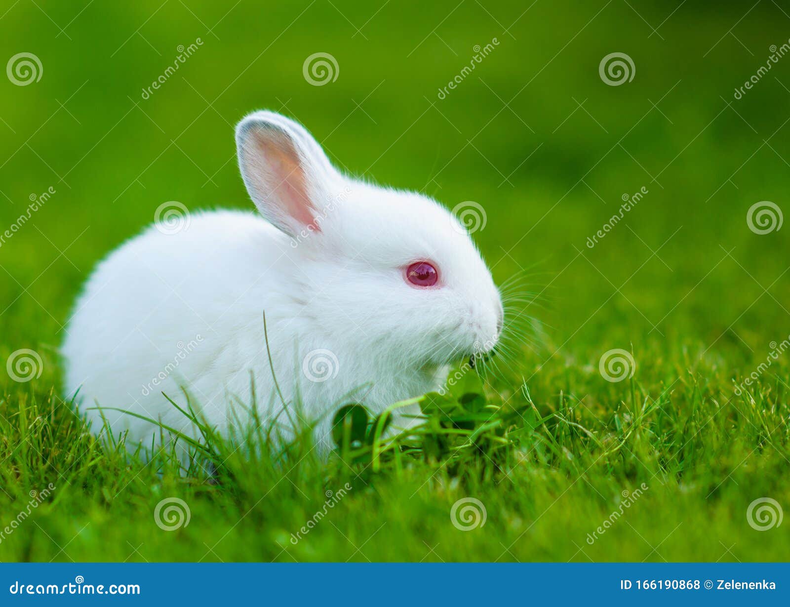 Funny Baby White Rabbit Eating Clover in Grass Stock Photo Image of