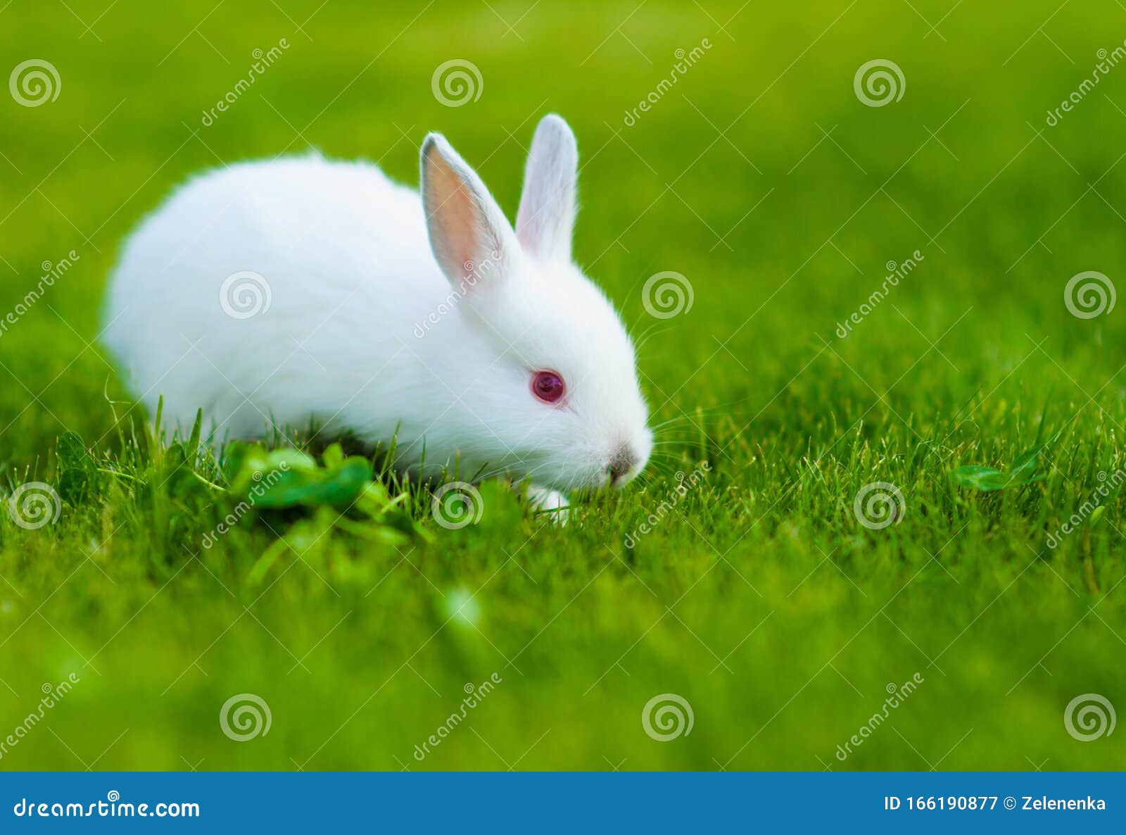 Funny Baby White Rabbit Eating Clover in Grass Stock Image Image of