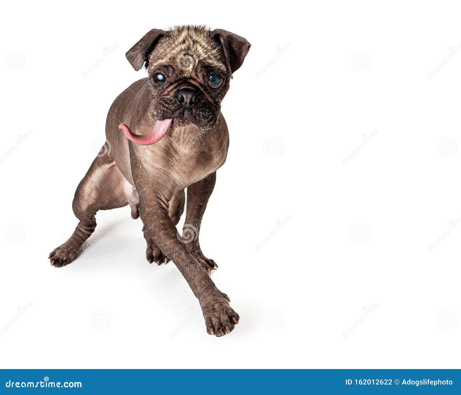 ugly pug dog