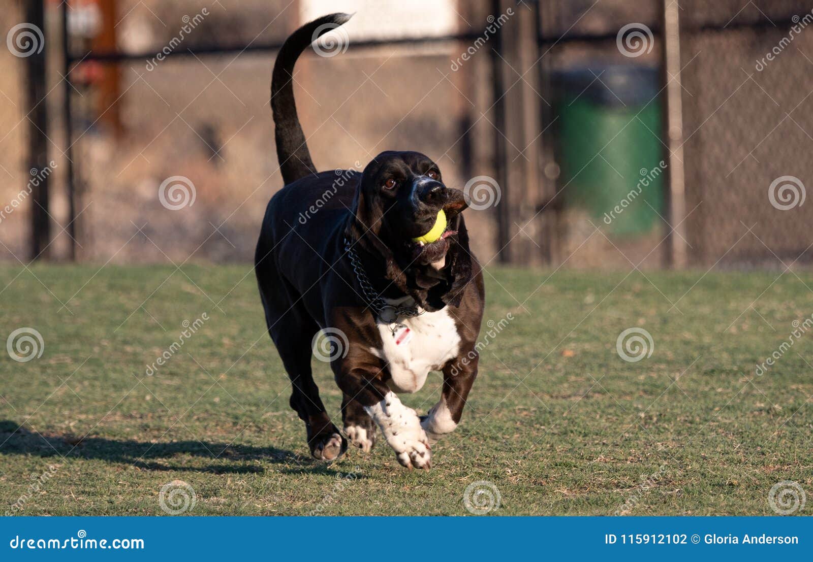 basset hound balls