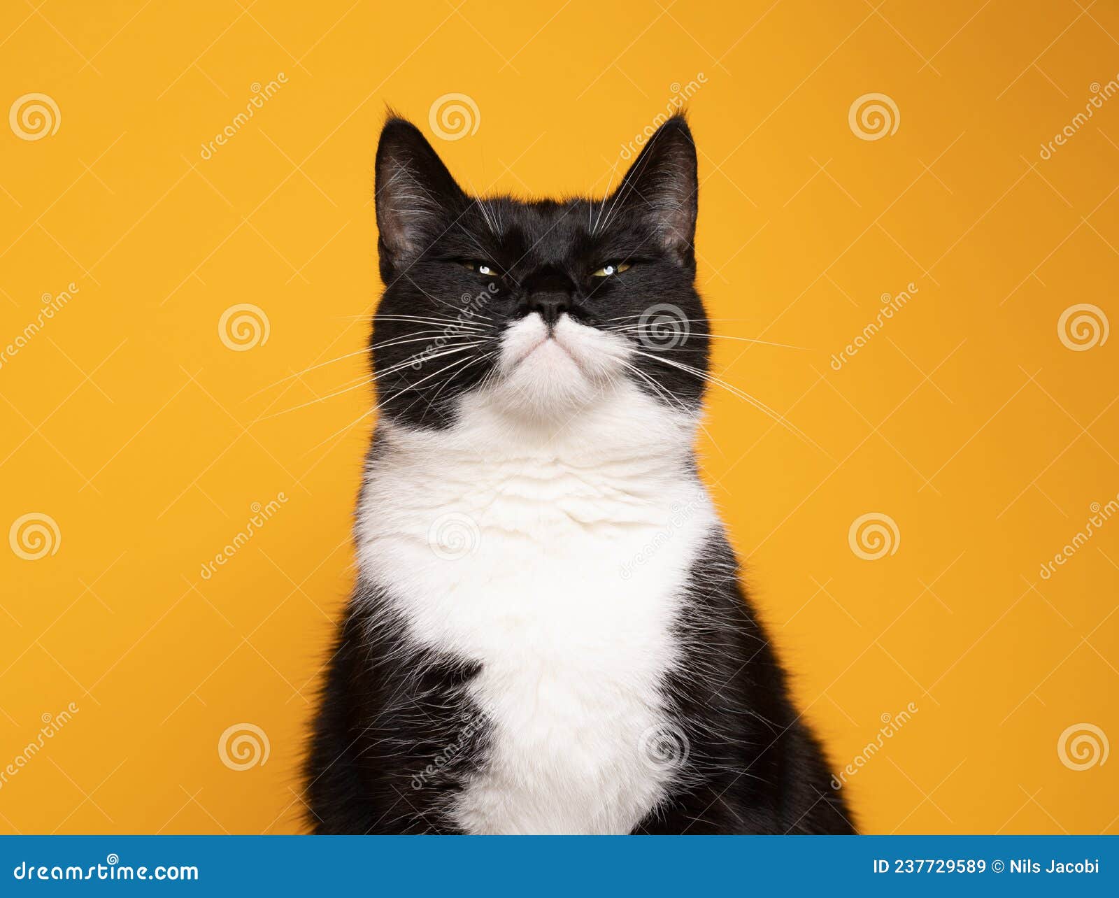 Funny Batman Cat Portrait Looking Judgy on Yellow Background Stock Image -  Image of animal, copy: 237729589