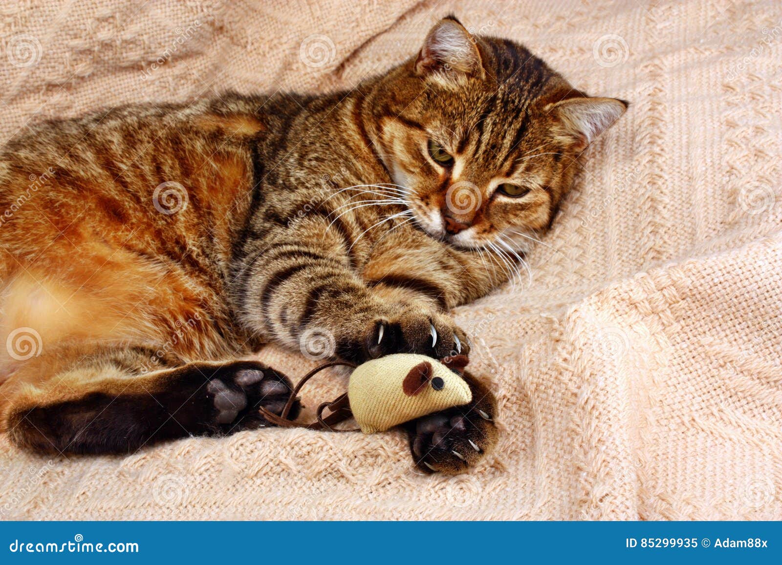 Funny, Beautiful Cat Playing with the Mouse Stock Image Image of